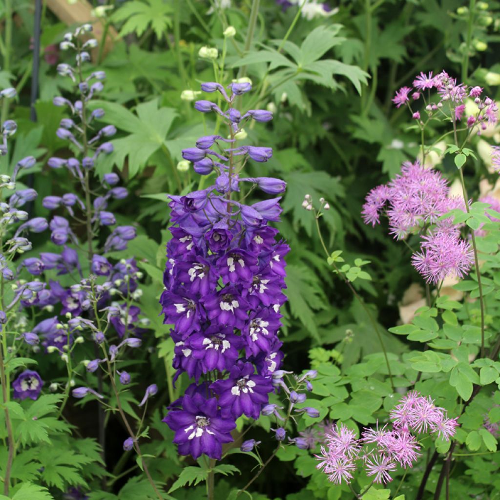 Pacific-Rittersporn Magic Fountain Dark Blue-White Be - Delphinium