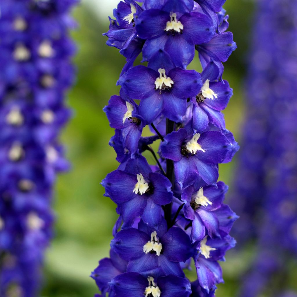 Pacific-Rittersporn Magic Fountain Dark Blue-White Be - Delphinium