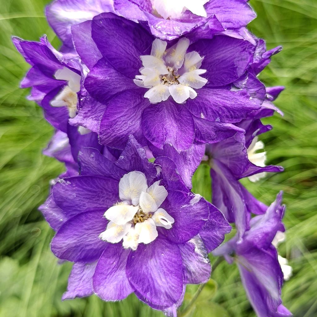 Pacific-Rittersporn Magic Fountain Dark Blue-White Be - Delphinium