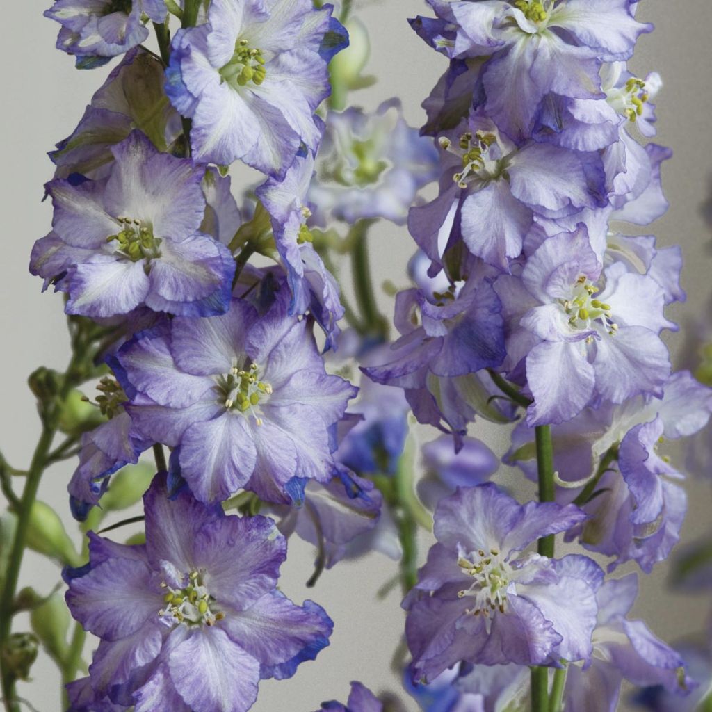 Hoher Rittersporn Fancy Purple Picotee (Samen) - Delphinium