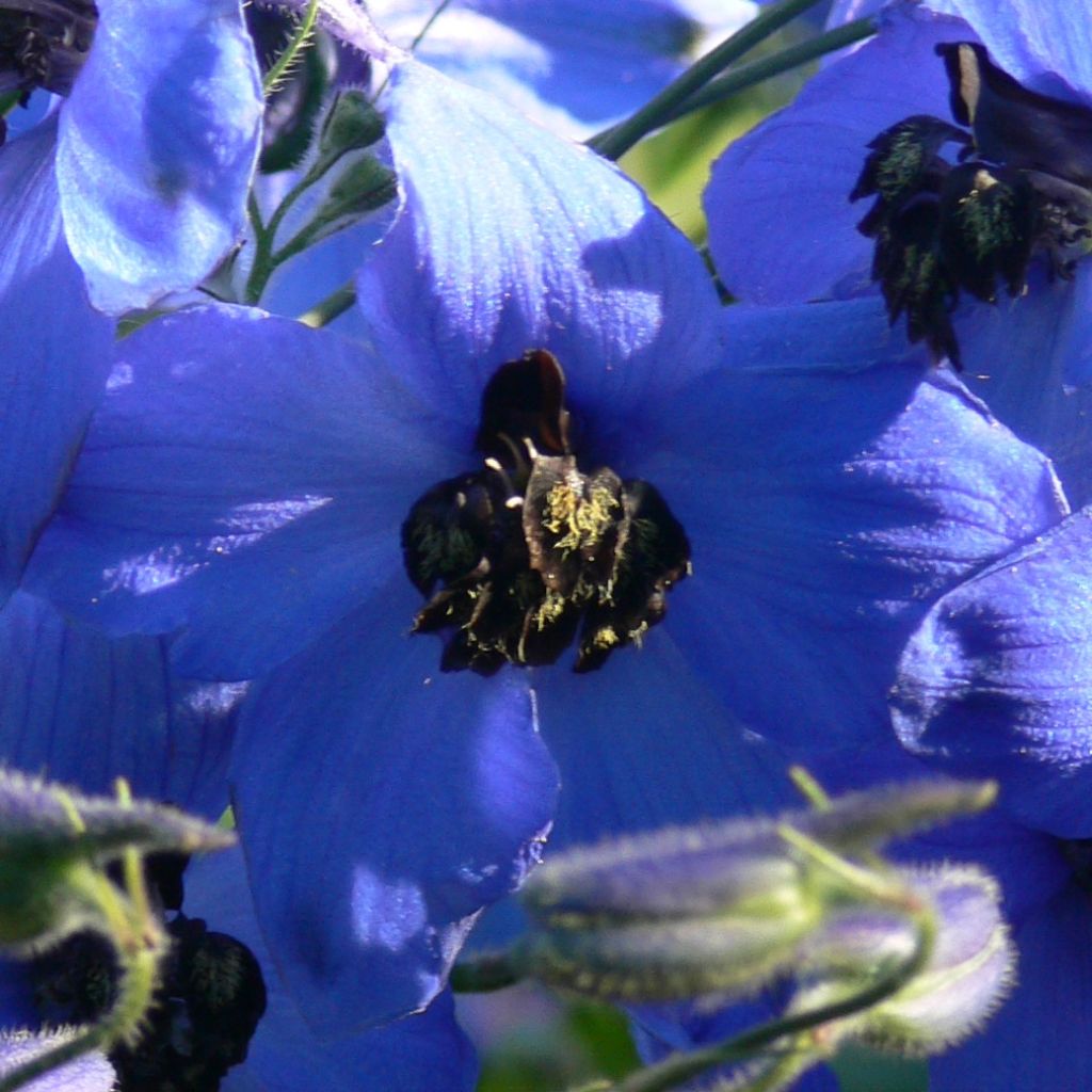 Garten-Rittersporn Finsteraarhorn - Delphinium