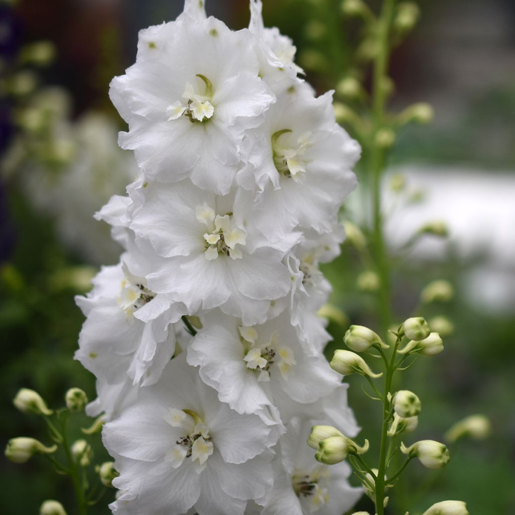 Garten-Rittersporn Guardian White - Delphinium