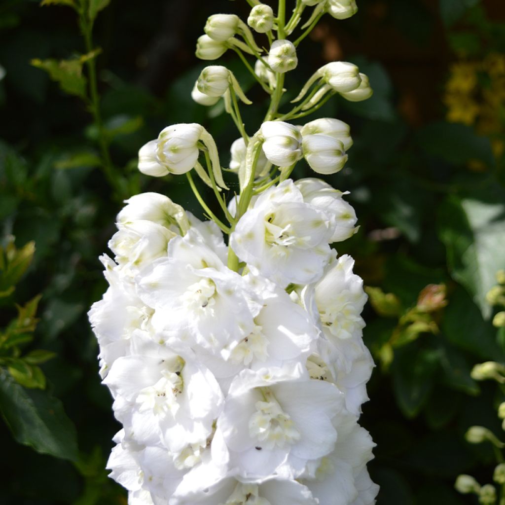 Garten-Rittersporn Guardian White - Delphinium