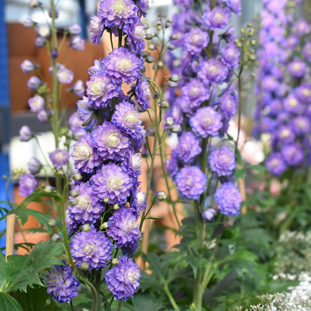 Hoher Rittersporn Highlander Bolero - Delphinium