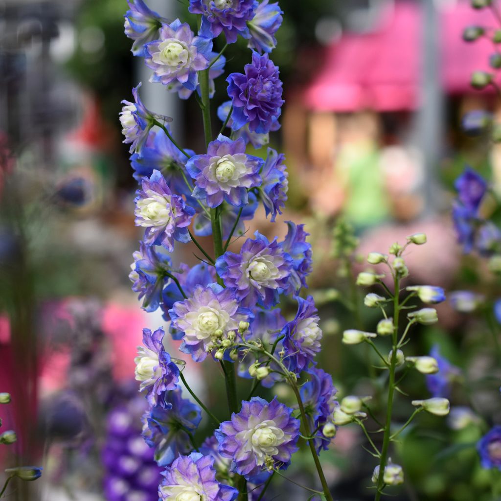 Hoher Rittersporn Highlander Bolero - Delphinium