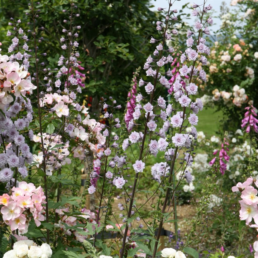 Hoher Rittersporn Highlander Cha Cha - Delphinium