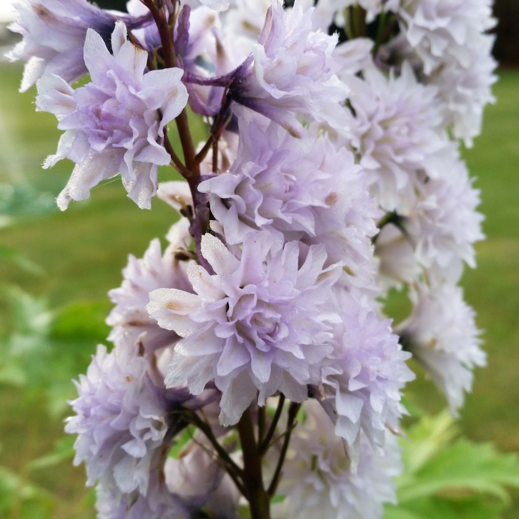 Delphinium Highlander Cha Cha - Pied d'alouette vivace