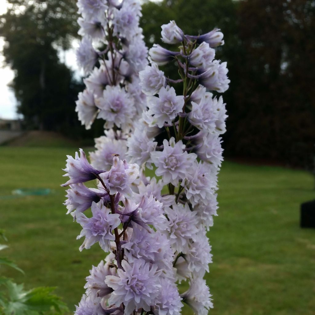 Delphinium Highlander Serie Cha Cha - Pied d'alouette vivace.