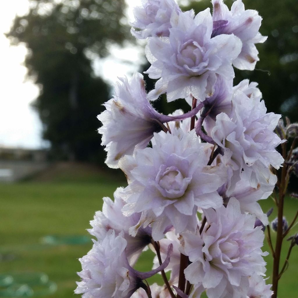 Delphinium Highlander Serie Cha Cha - Pied d'alouette vivace.