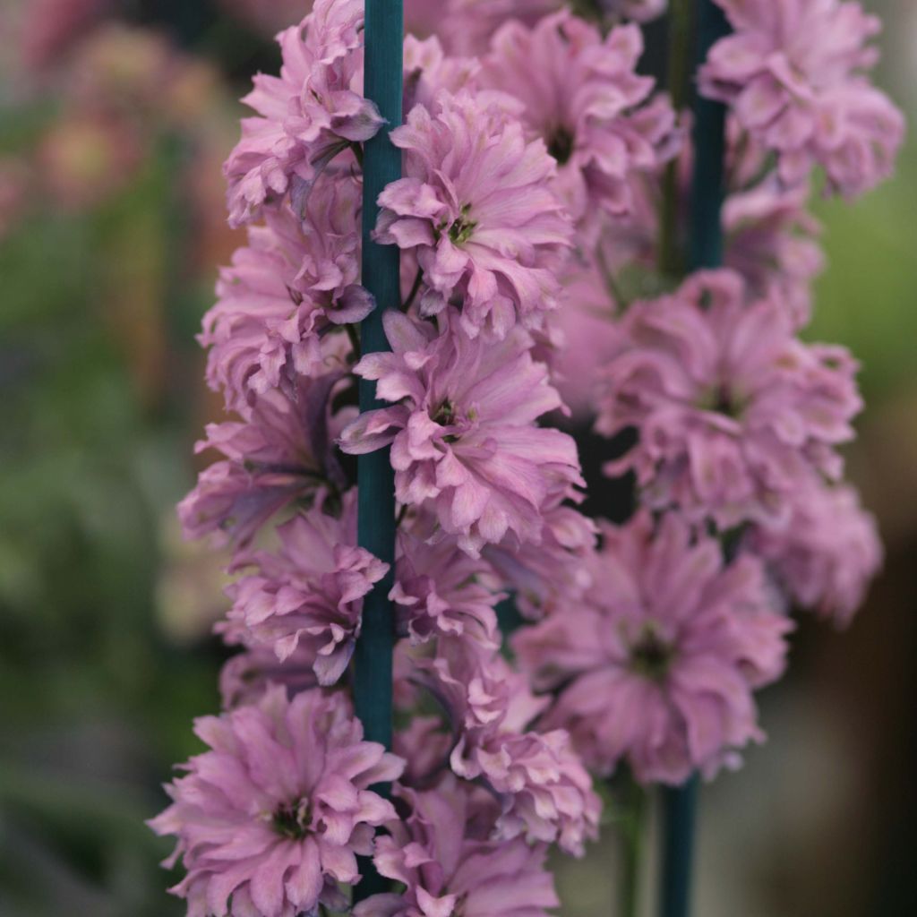 Hoher Rittersporn Highlander Flamenco - Delphinium