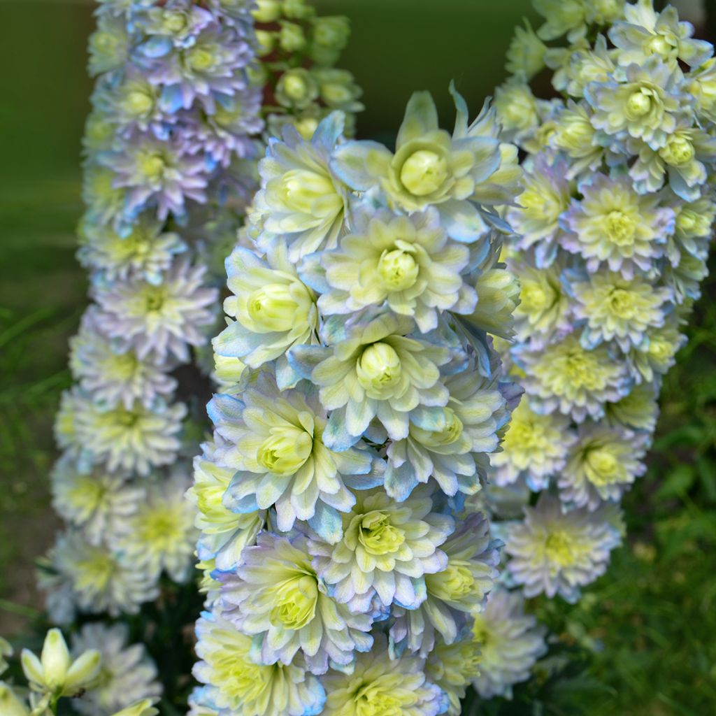 Hoher Rittersporn Highlander Sweet Sensation - Delphinium