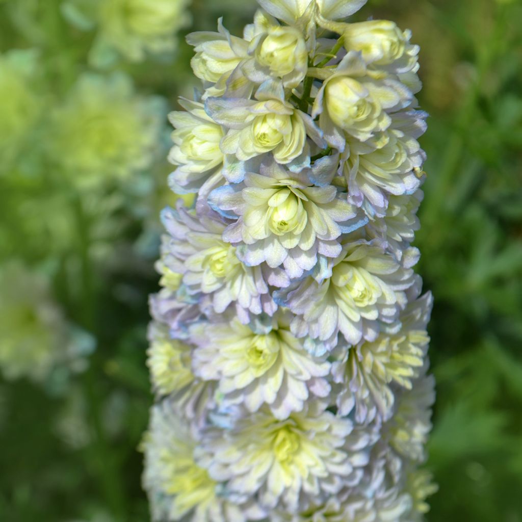 Hoher Rittersporn Highlander Sweet Sensation - Delphinium