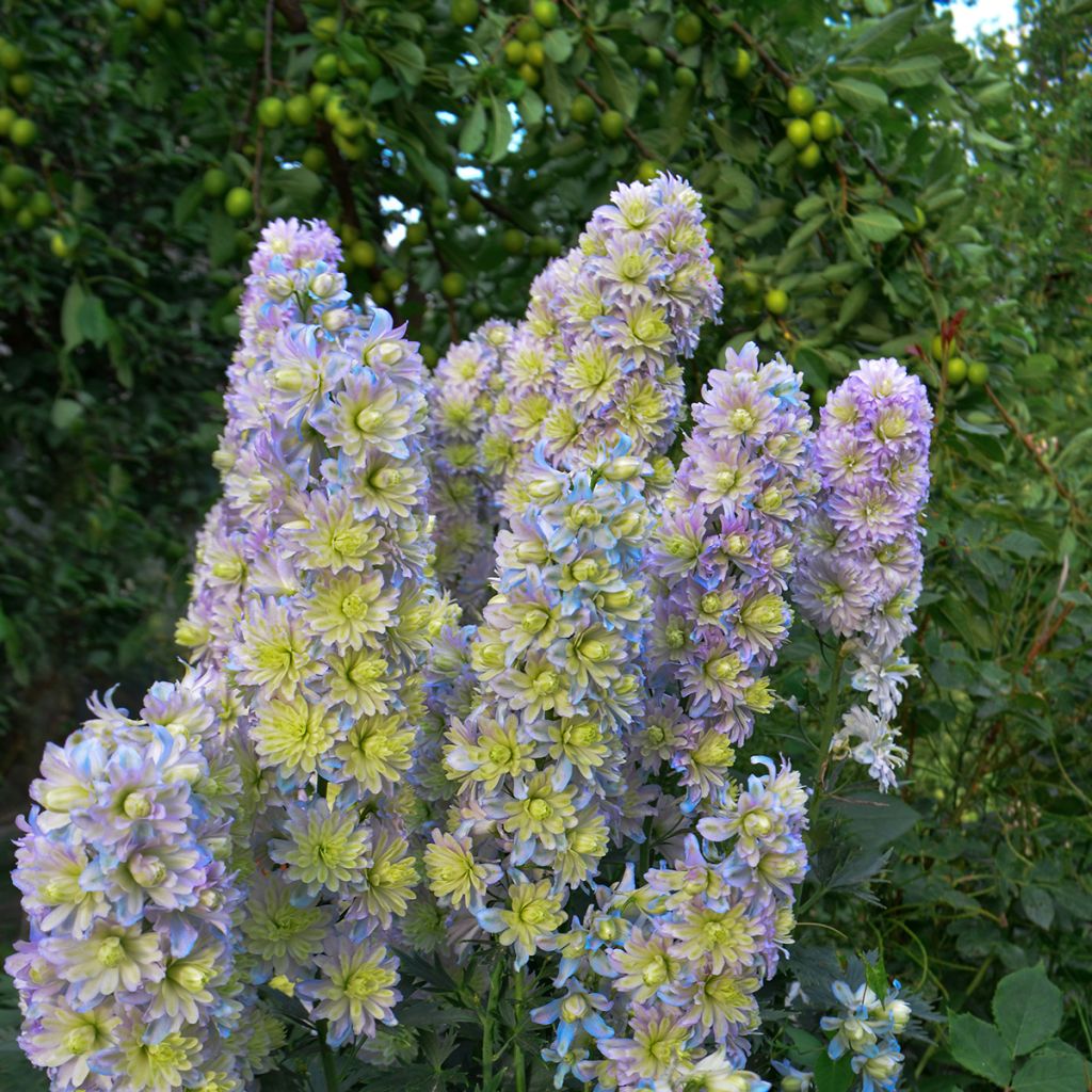 Hoher Rittersporn Highlander Sweet Sensation - Delphinium