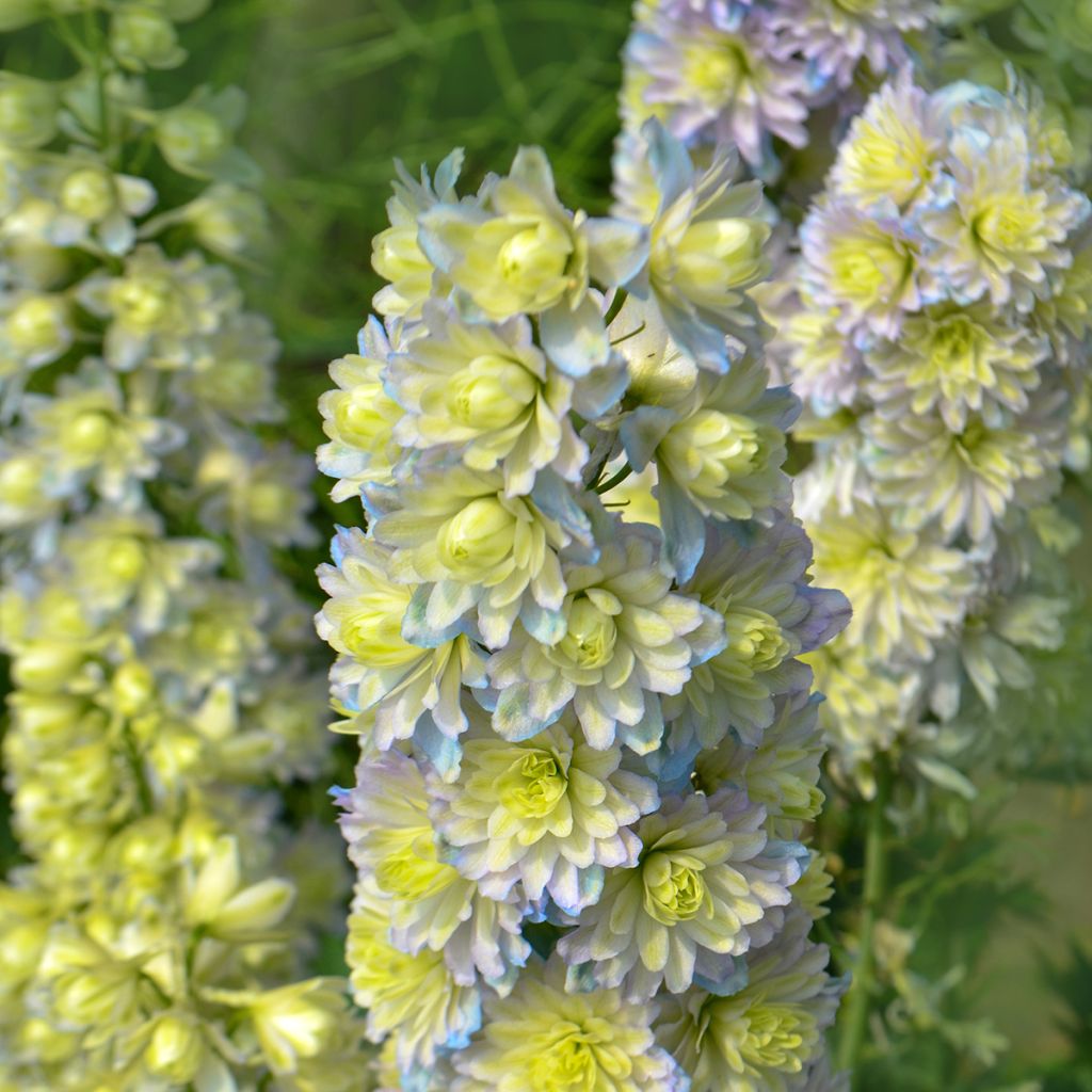 Hoher Rittersporn Highlander Sweet Sensation - Delphinium