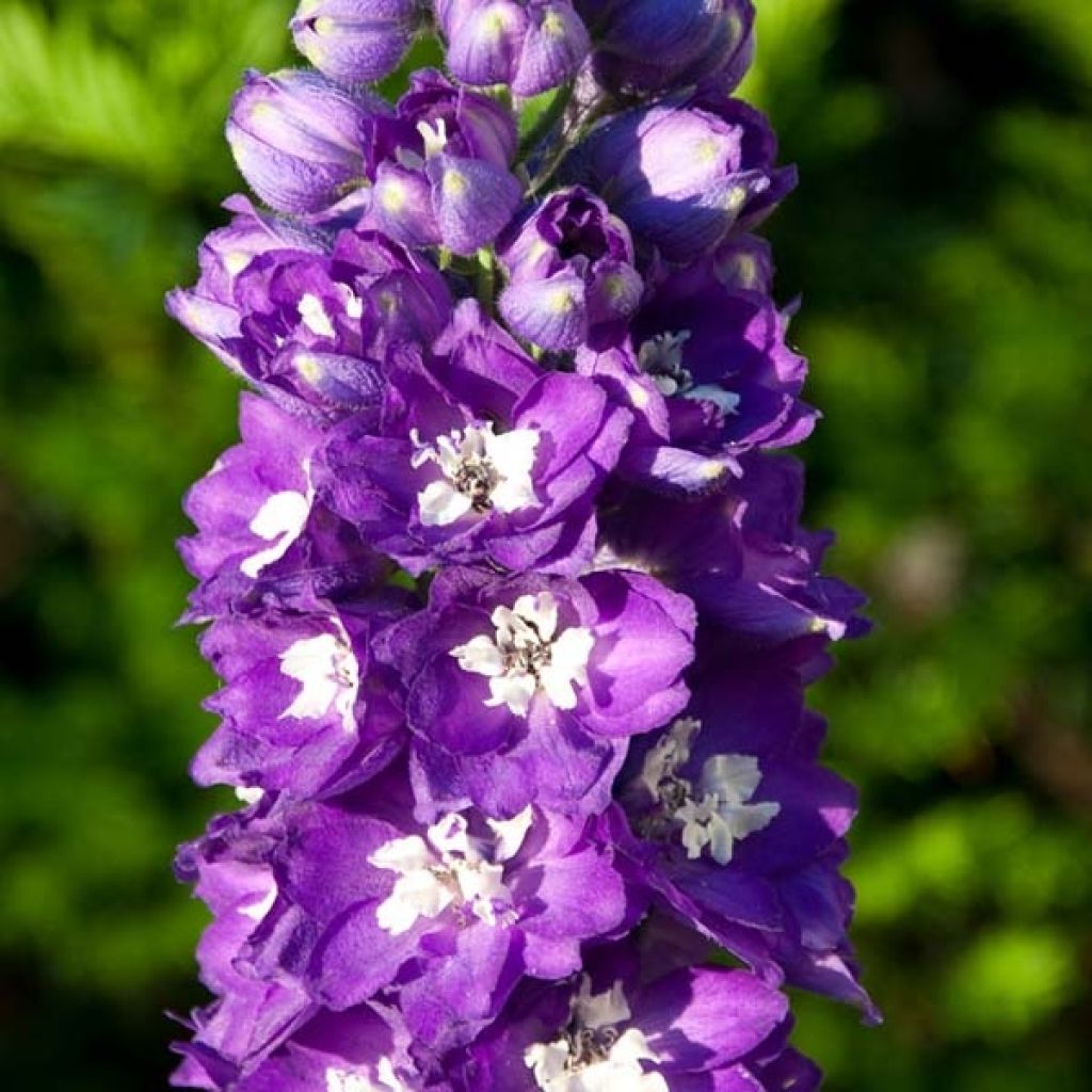 Pacific-Rittersporn King Arthur - Delphinium