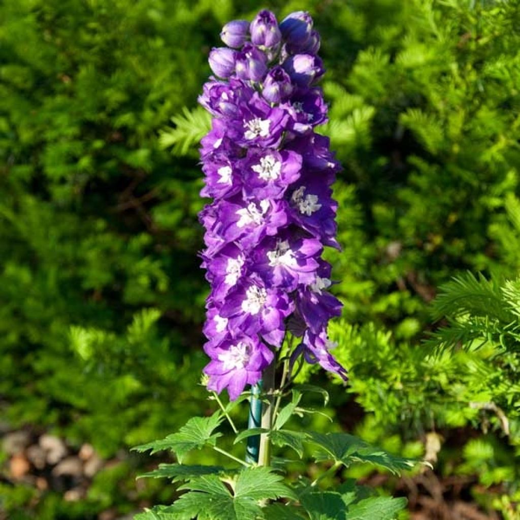 Pacific-Rittersporn King Arthur - Delphinium