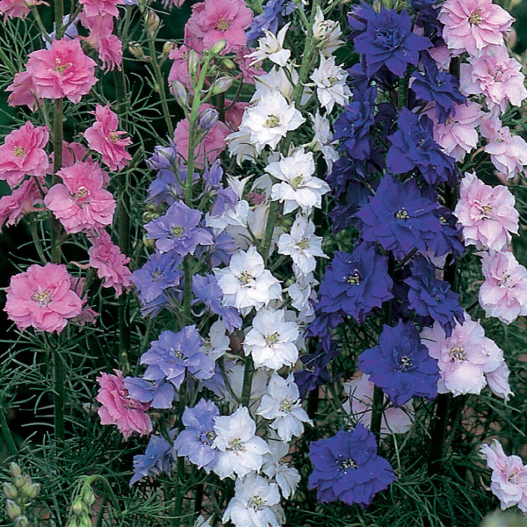 Garten-Rittersporn Little Rocket Mix (Samen) - Delphinium