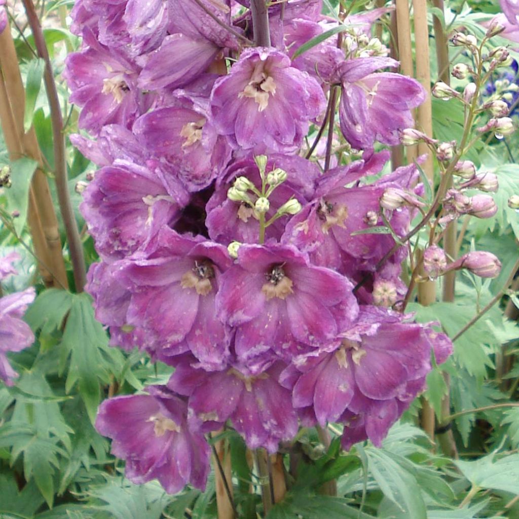 Pacific-Rittersporn Astolat - Delphinium