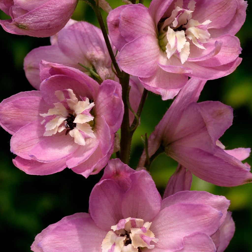 Pacific-Rittersporn Astolat - Delphinium