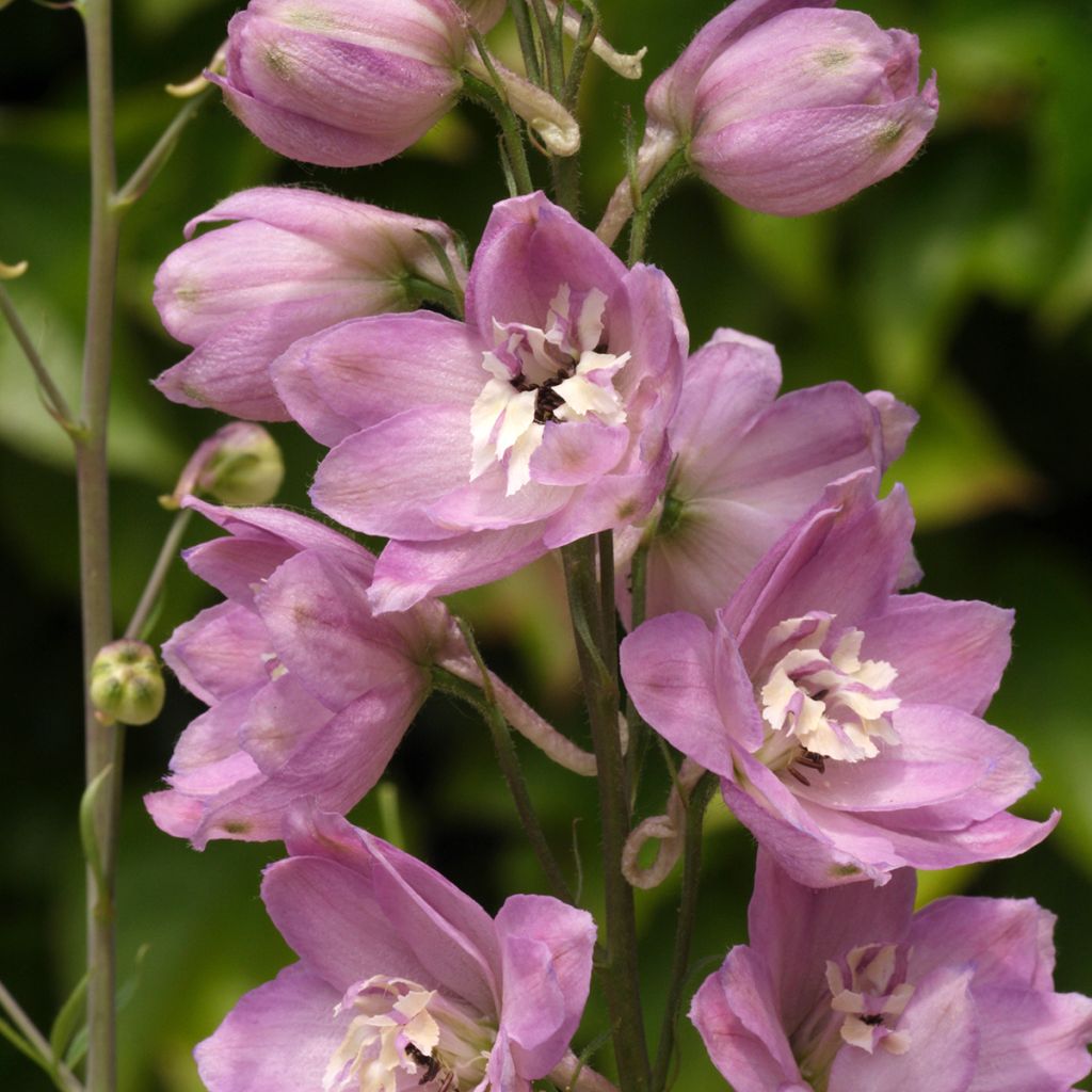 Pacific-Rittersporn Astolat - Delphinium