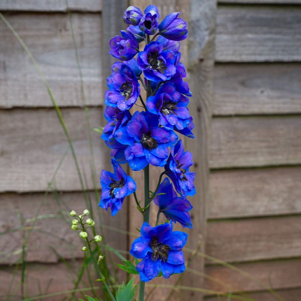 Pacific-Rittersporn Black Knight - Delphinium