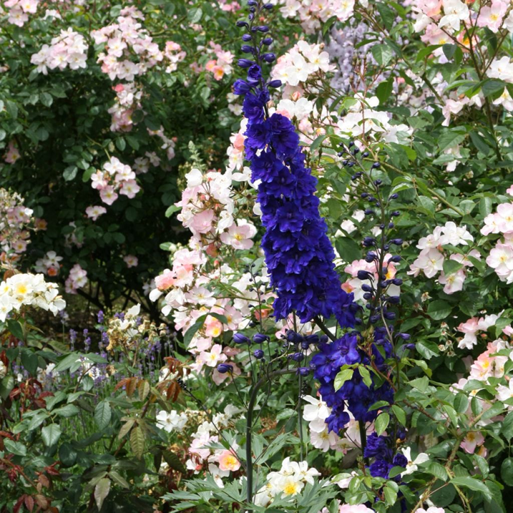 Pacific-Rittersporn Black Knight - Delphinium