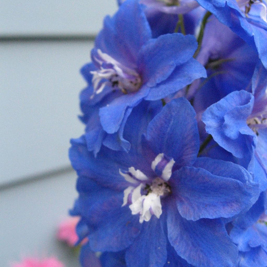 Pacific-Rittersporn Blue Biird - Delphinium