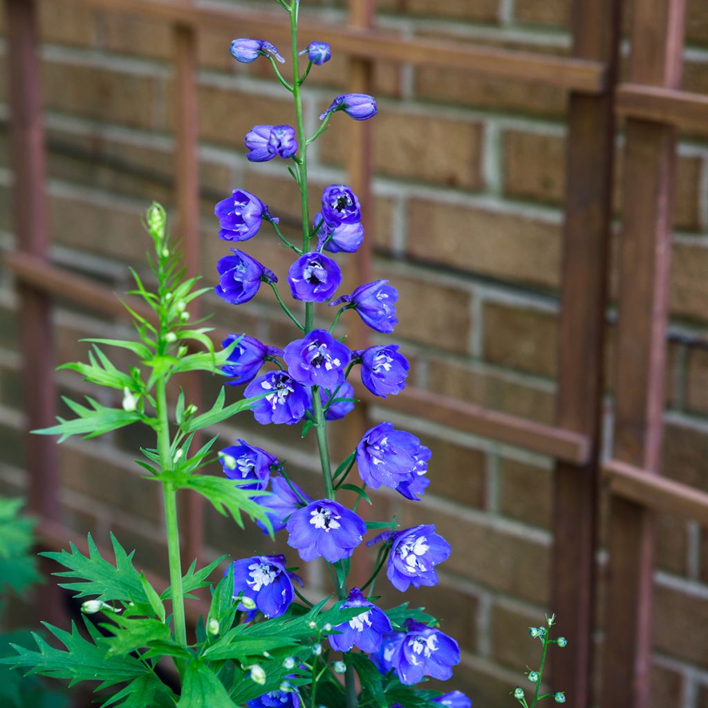 Pacific-Rittersporn Blue Biird - Delphinium