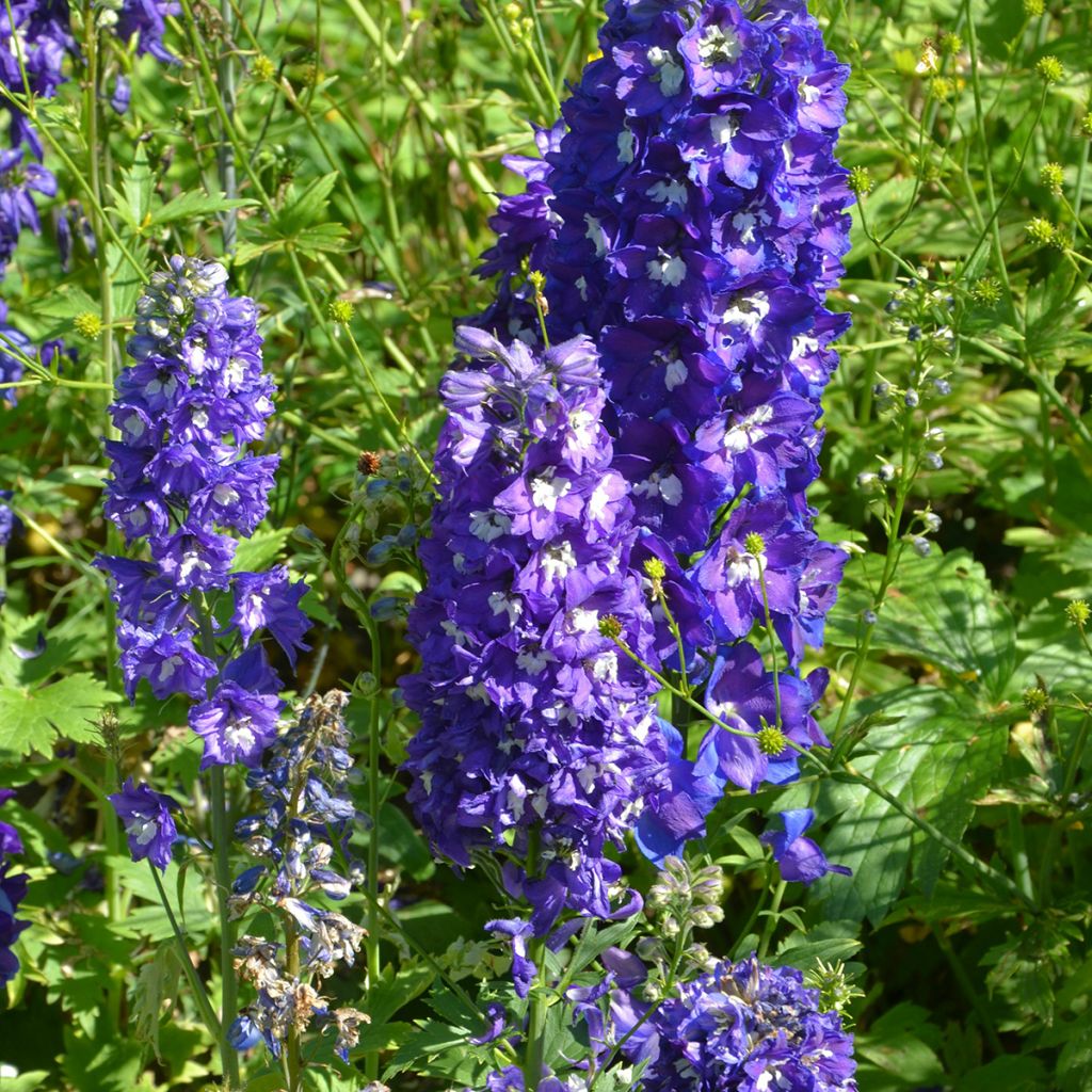 Pacific-Rittersporn Blue Biird - Delphinium