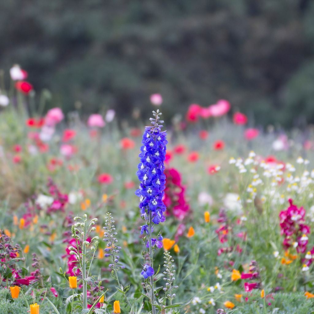 Pacific-Rittersporn Blue Biird - Delphinium