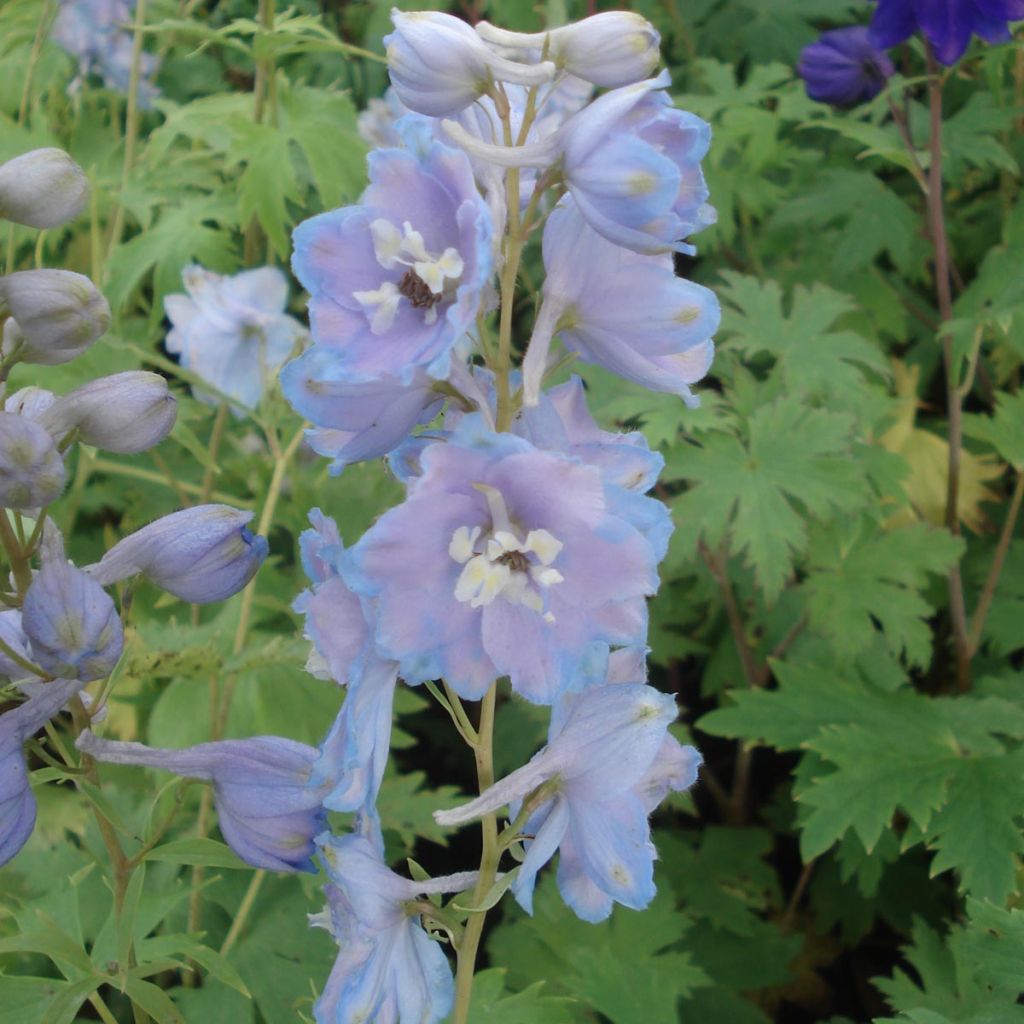 Delphinium pacific Cameliard - Pied d Alouette