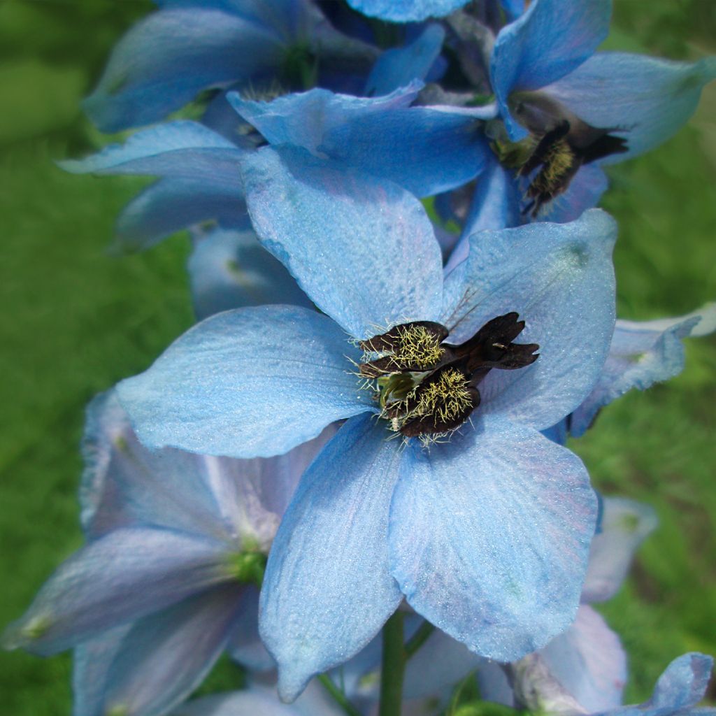 Delphinium Perlmutterbaum, Pied d Alouette