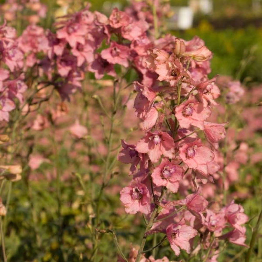 Delphinium ruysii Pink Sensation - Garten-Rittersporn