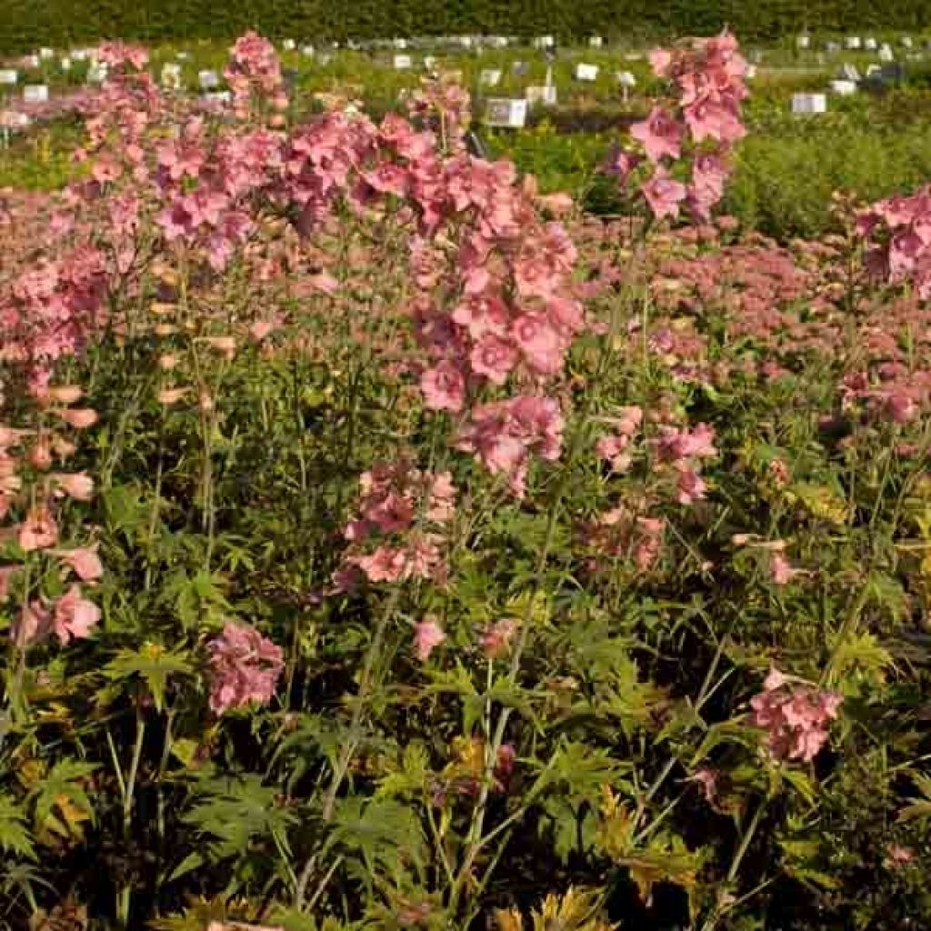 Delphinium Ruysii Pink Sensation, Pied d'Alouette