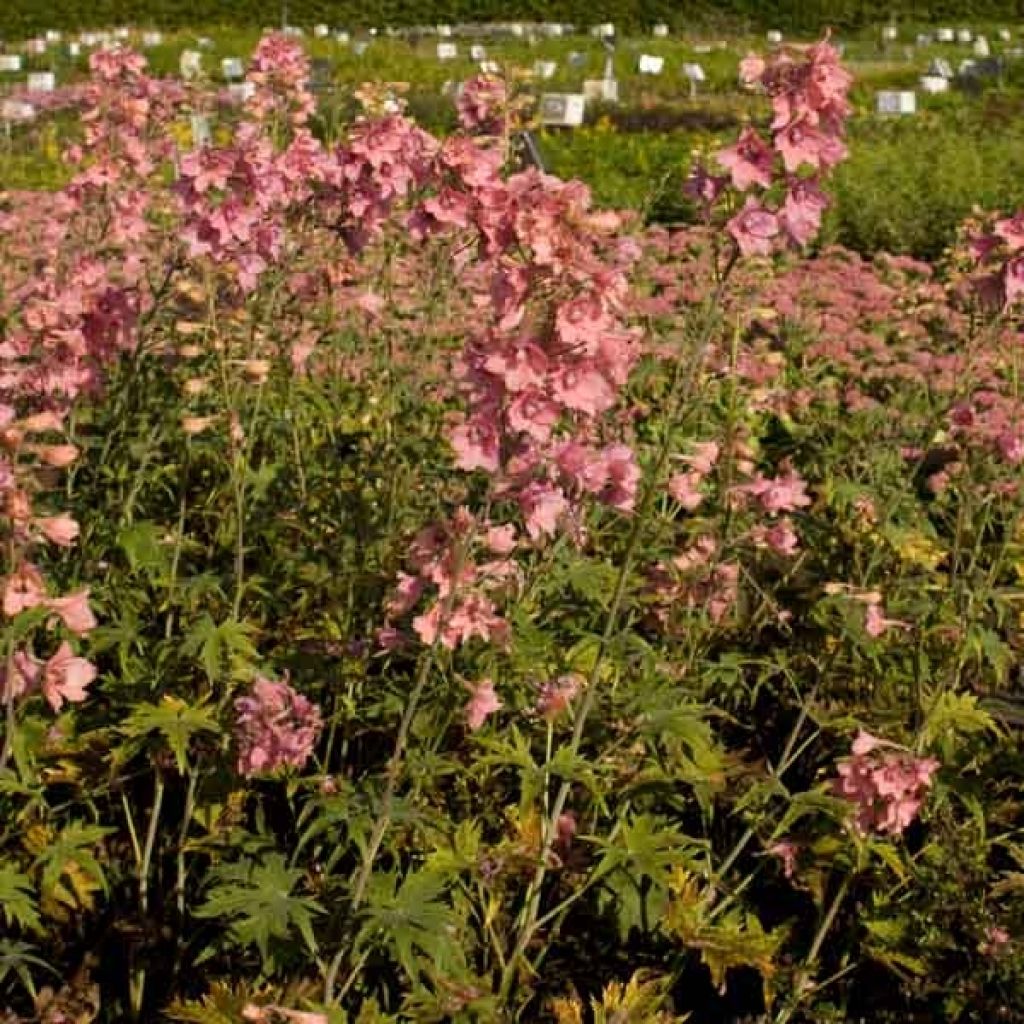 Delphinium ruysii Pink Sensation - Garten-Rittersporn