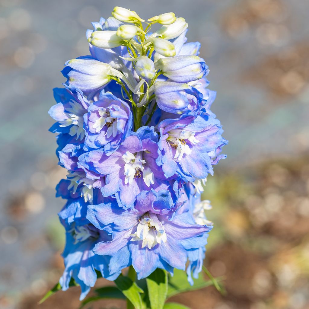 Pacific-Rittersporn Magic Fountain Sky Blue-White Bee - Delphinium