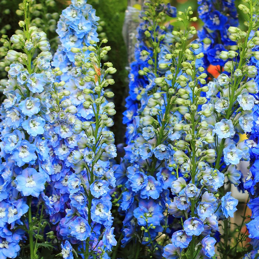 Pacific-Rittersporn Magic Fountain Sky Blue-White Bee - Delphinium