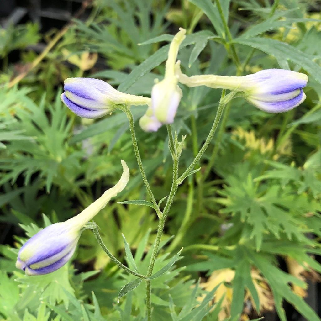 Delphinium belladonna Völkerfrieden - Garten-Rittersporn