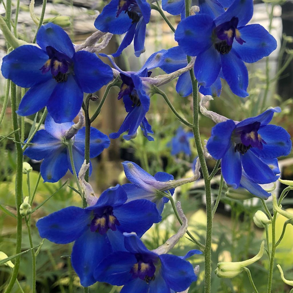 Delphinium belladonna Völkerfrieden - Garten-Rittersporn