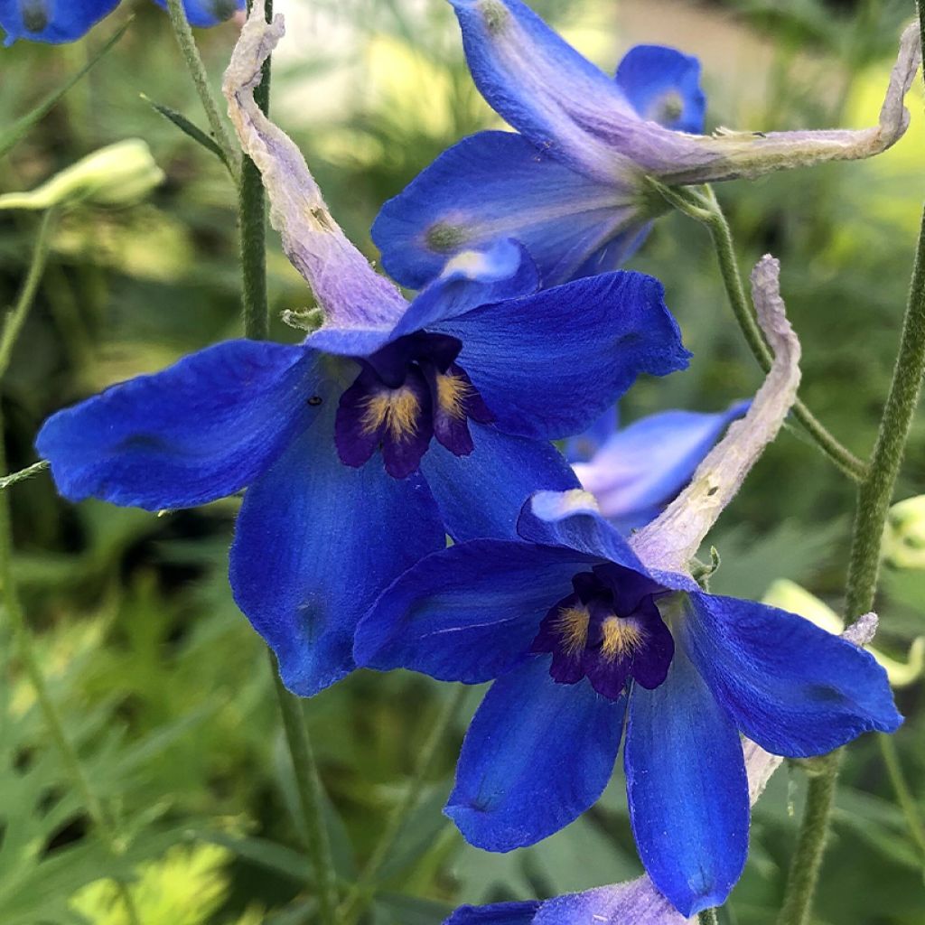 Delphinium belladonna Völkerfrieden - Garten-Rittersporn