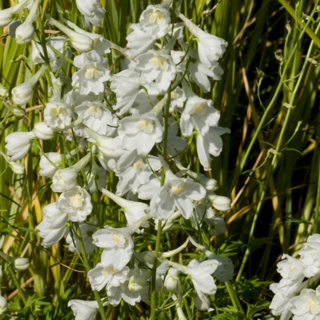 Delphinium belladonna Casablanca