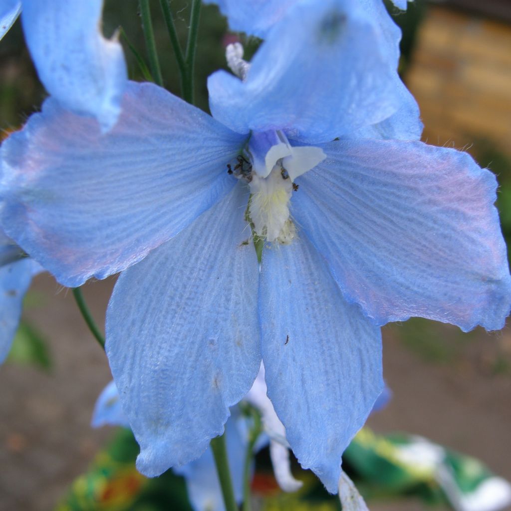 Delphinium belladona Ballkleid - Garten-Rittersporn