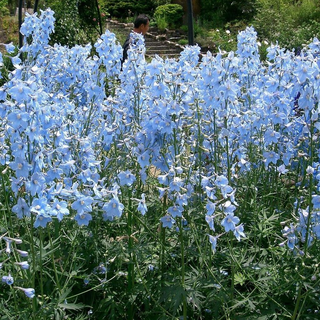 Delphinium belladonna Ballkleid, Pied d Alouette