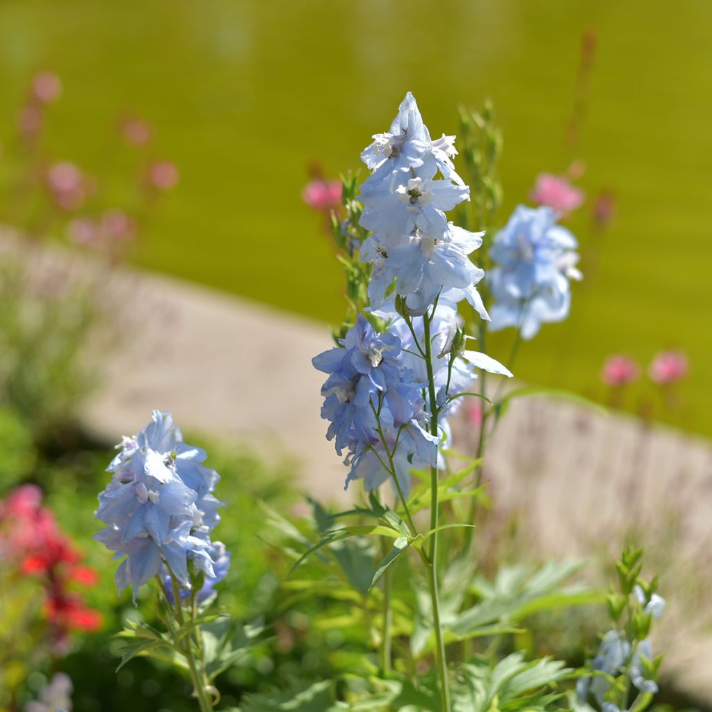 Delphinium belladona Cliveden Beauty - Garten-Rittersporn