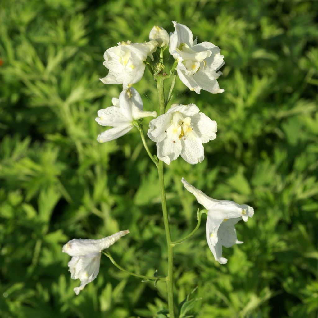 Delphinium belladonna Moerheimii - Pied d'Alouette vivace