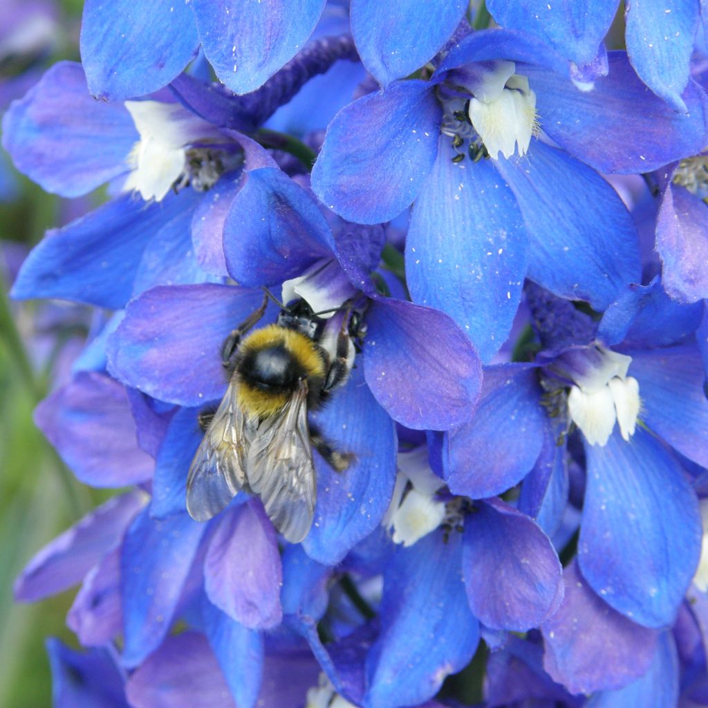 Delphinium belladonna Piccolo, Pied d Alouette