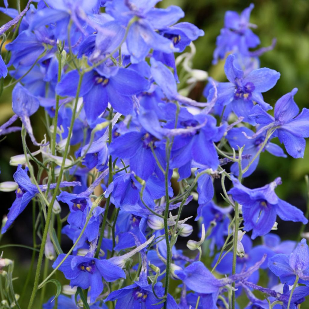 Delphinium belladonna Völkerfrieden - Garten-Rittersporn