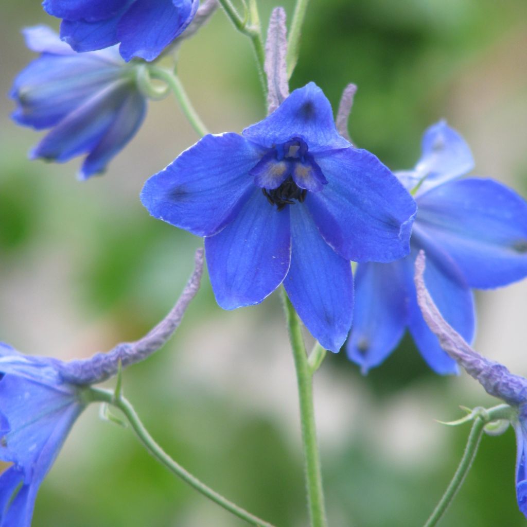 Delphinium belladonna Völkerfrieden - Garten-Rittersporn