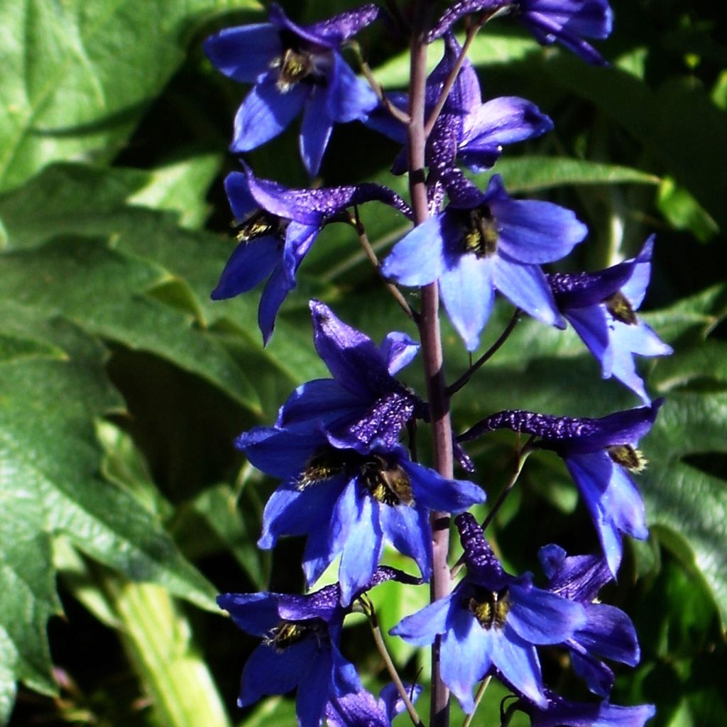 Delphinium belladonna Völkerfrieden - Garten-Rittersporn