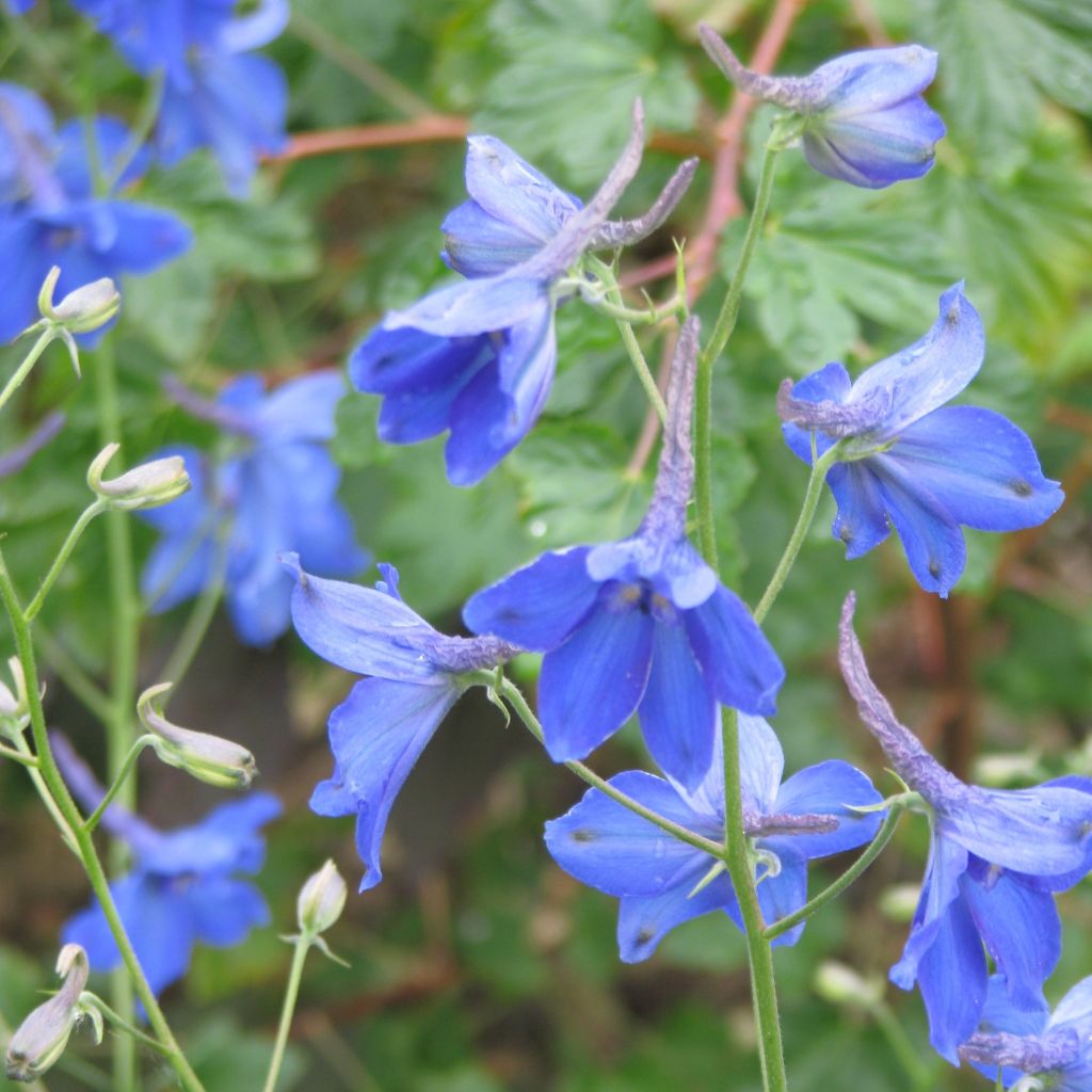 Delphinium belladonna Völkerfrieden - Garten-Rittersporn